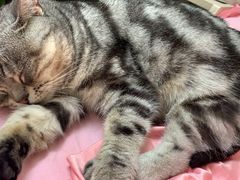 -芭比堂宠物医院·全科爱猫医院·仁德分院