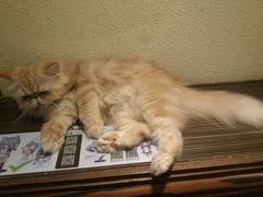 -more than meow吴止猫主题餐厅(承德 中船汇店)