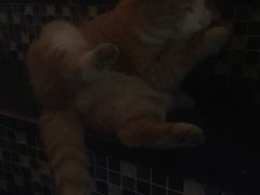 -Sirena海妖日咖夜酒