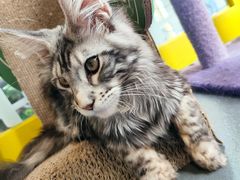 -十年猫舍·猫咪专门店(普陀店)