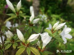 -大姆山草场