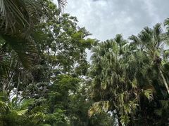 -中国科学院西双版纳热带植物园