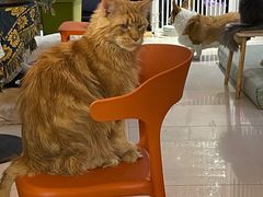 -平行世界·猫咖(首经贸店)