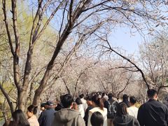 -桃花堤公园