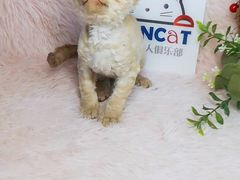 -十年猫舍·猫咪专门店(普陀店)