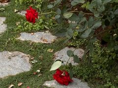 -香蜜公园