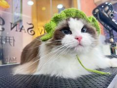 -车接车送·寄养洗护·德文猫舍(大宁店)