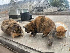 -大觉寺-停车场