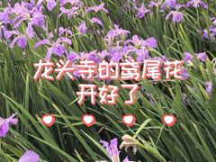-龙头寺公园