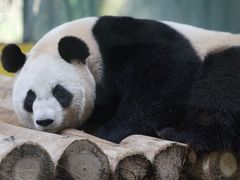 -杭州野生动物世界