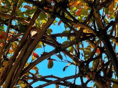 -武汉紫薇都市田园