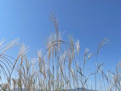 -野鸭湖国家湿地公园