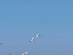 -盐城丹顶鹤湿地生态旅游区