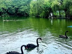 -深圳野生动物园