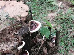 -南宁良凤江国家森林公园