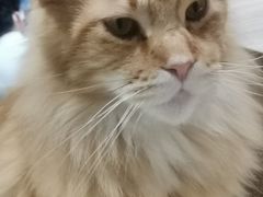 -藏猫猫咖啡主题馆(中央大道店)