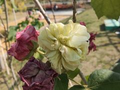 -中国移动南方基地