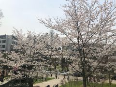 -武汉大学-樱园