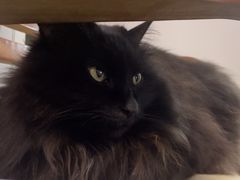 -派特宠物医院(圆融广场店)