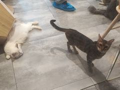 -楼上猫咖(罗湖店)