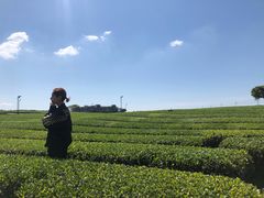 -雪绿茶博物馆