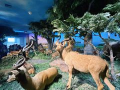 -国家自然博物馆