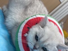 -瑞派·关忠动物医院·猫专科·犬专科(三环新城店)