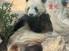 -都江堰中华大熊猫苑