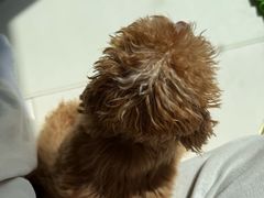 -多乐狗狗宠物训练工作室