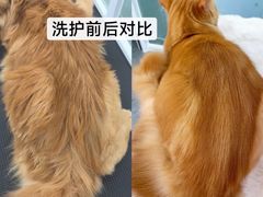 -爱洗澡的猫(望京店)