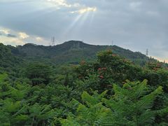 -深圳仙湖植物园