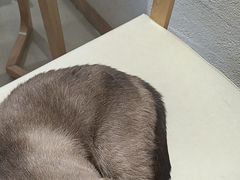 -藏猫猫咖啡主题馆(中央大道店)