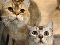 -有喵·猫咖·狗咖·30几只猫10只小狗(岗厦店)