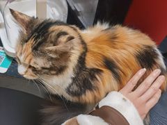 -猫色咖啡·猫咖