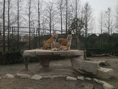 -上海野生动物园老虎餐厅