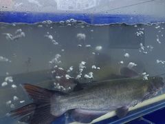 -活鱼馆(宜兴埠店)