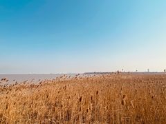-上海吴淞炮台湾国家湿地公园