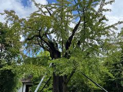 -上海佘山国家森林公园天马山园