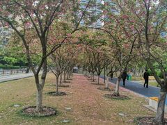 -西北湖绿化广场