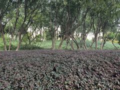 -青枫公园