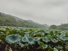 -西湖游船
