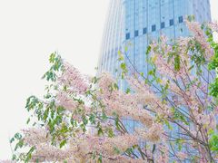 -深圳人才公园