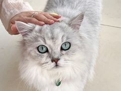 -怪兽屋·羊驼·猫咖·狗咖(俊华广场店)