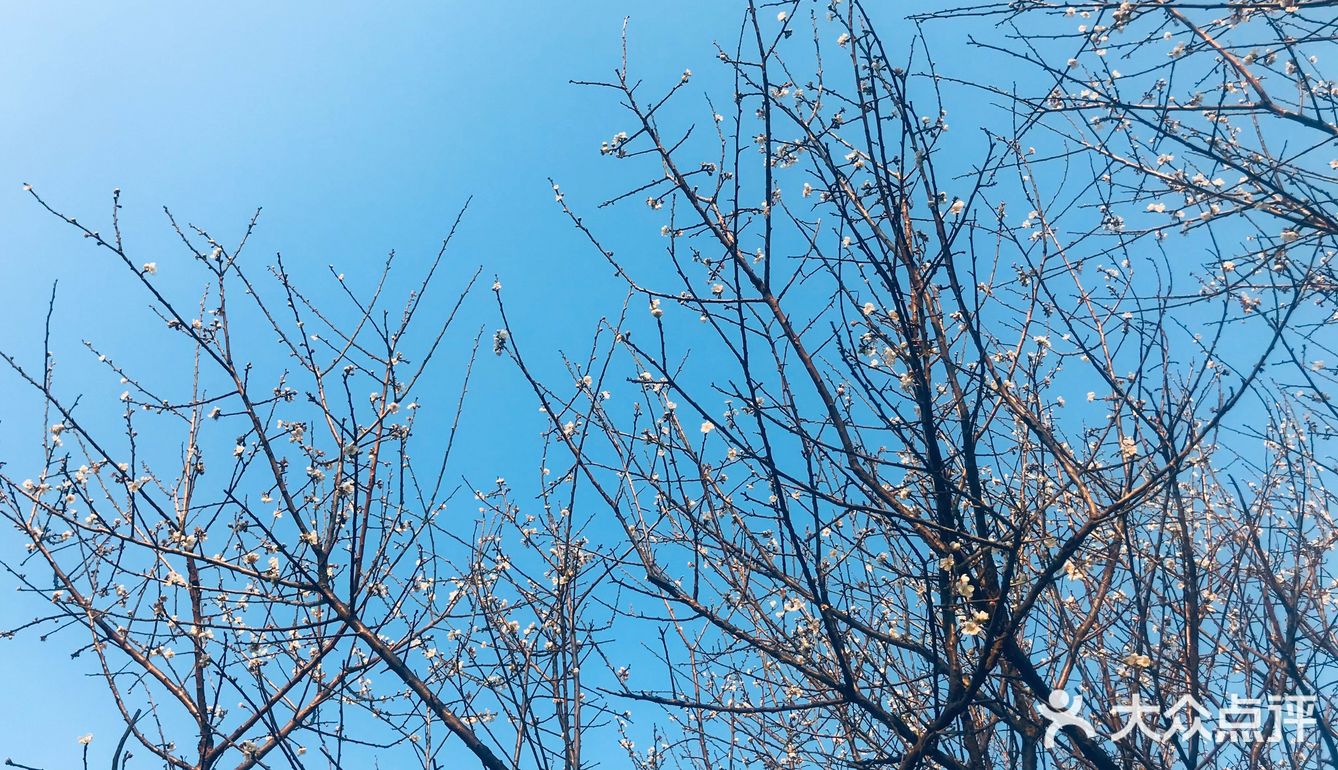 2021盼望已久的香雪公园梅花终于盛开啦[加油][加油][加油]