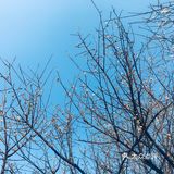 2021盼望已久的香雪公园梅花终于盛开啦[加油][加油][加油]