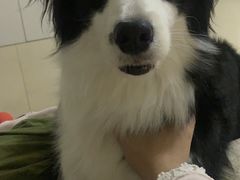 -帕帕拉兹宠物(亚洲旗舰店)