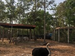 -清迈夜间动物园