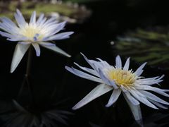 -上海辰山植物园