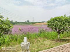 -紫颐香薰山谷景区