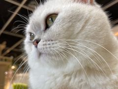 -猫和宫(六道口店)
